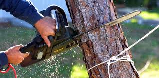 Best Pest Control for Lawns  in Caryville, TN