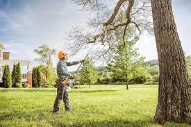 Best Tree Risk Assessment  in Caryville, TN