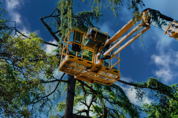 Best Storm Damage Tree Cleanup  in Caryville, TN