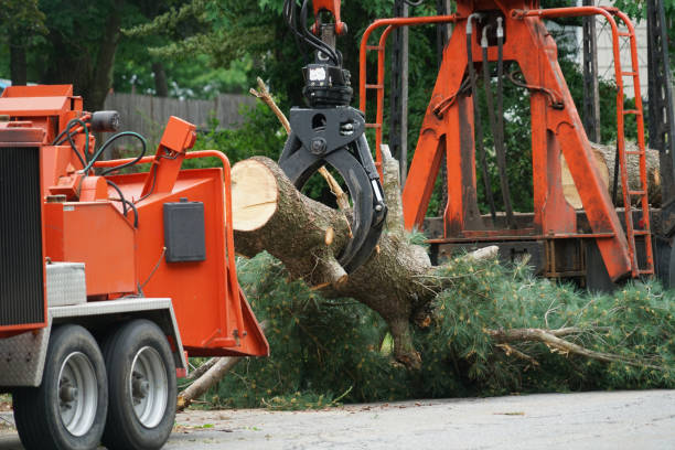 Best Palm Tree Trimming  in Caryville, TN