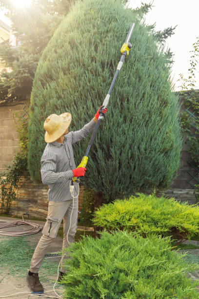 Best Artificial Turf Installation  in Caryville, TN