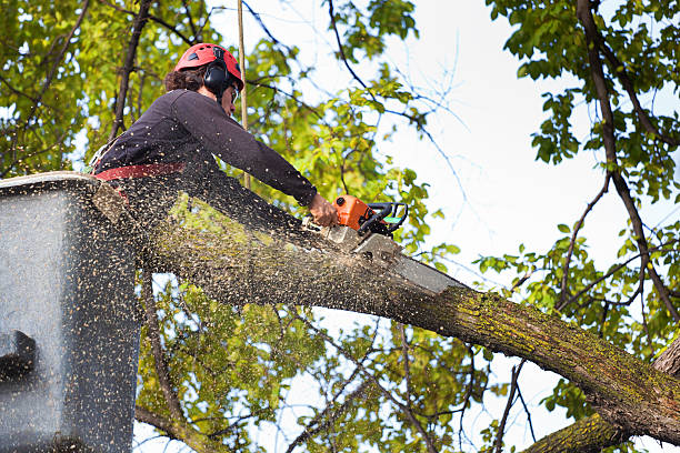 Best Seasonal Cleanup (Spring/Fall)  in Caryville, TN